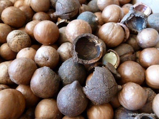 Close up of Macadamia Nuts as Macadamia Nut Tree. Close up of Macadamia Nuts as