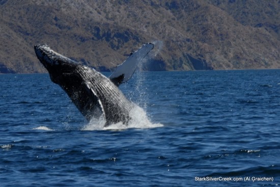 Whale Tail spotted in Sea of Cortez Whale Tail spotted in Sea of Cortez