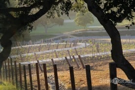 Vineyards - Carmel Valley Ranch Vineyards - Carmel Valley Ranch