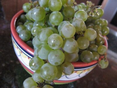 Organic Sauvignon Blanc grapes from Petroni Vineyards in a colorful ceramic bowl.