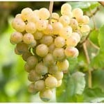 albarino-grape