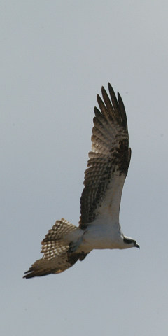 cid_53158401609022009-041e cid_53158401609022009-041e