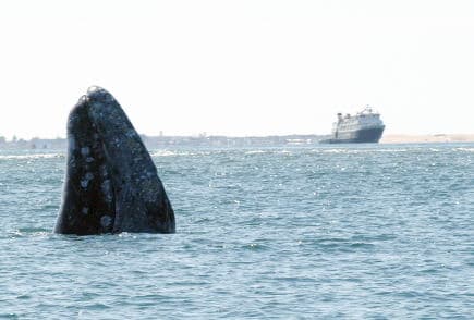 cid_53158401609022009-042c cid_53158401609022009-042c