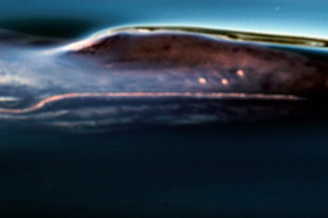 cid_53158401609022009-0433 cid_53158401609022009-0433