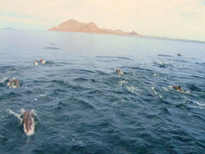 escorting-the-el-don-to-isla-carmen escorting-the-el-don-to-isla-carmen