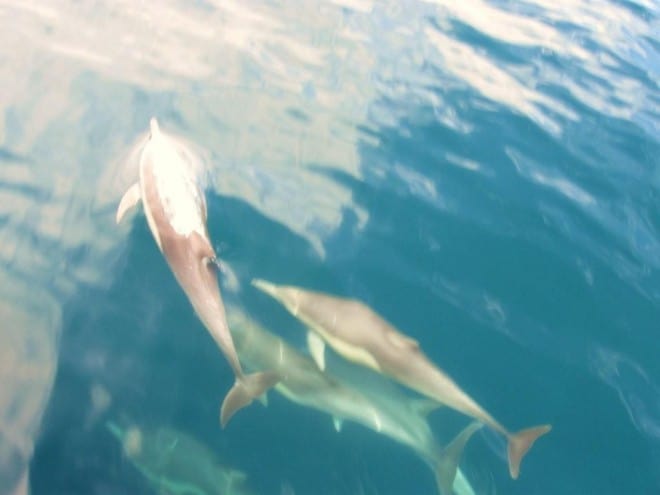 riding-the-bow-wake-of-the-el-don riding-the-bow-wake-of-the-el-don