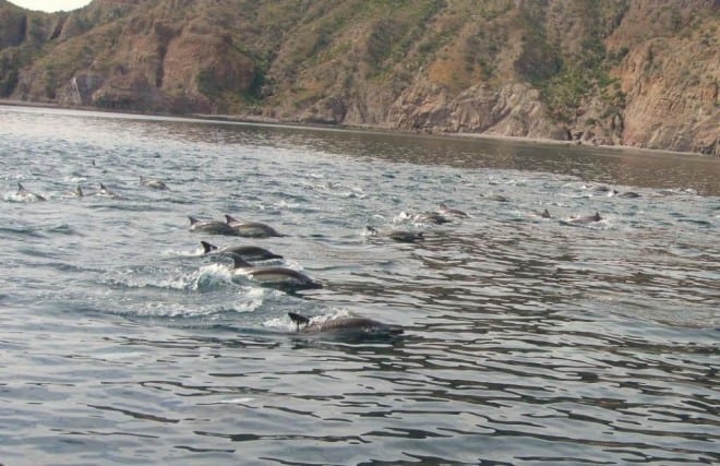 synchronized-swimming synchronized-swimming