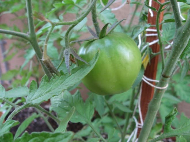 tomatos_growing tomatos_growing