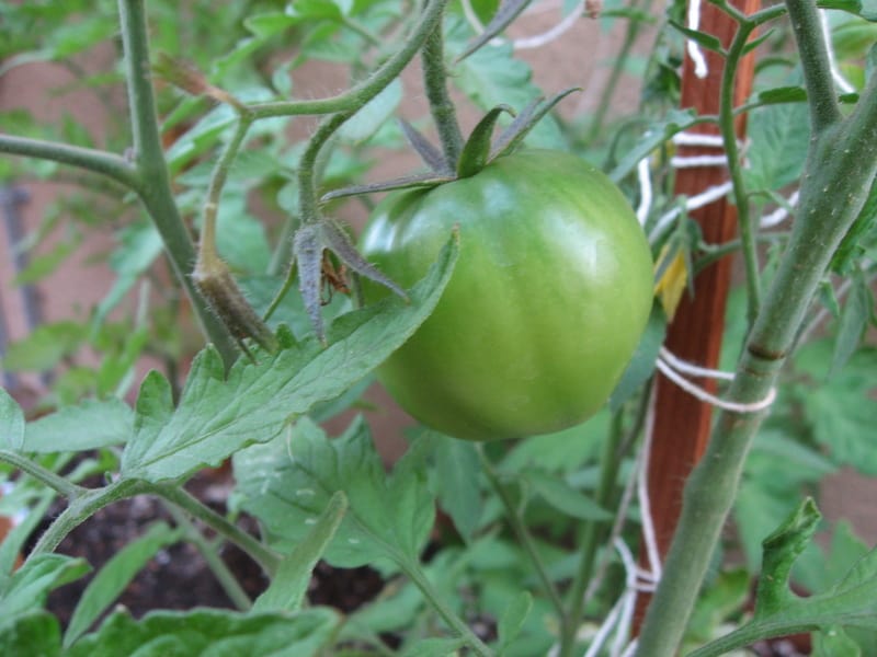 tomatos_growing
