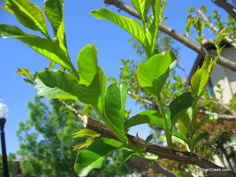 clint-tim-burton-tree-comes-to-life-1 clint-tim-burton-tree-comes-to-life-1