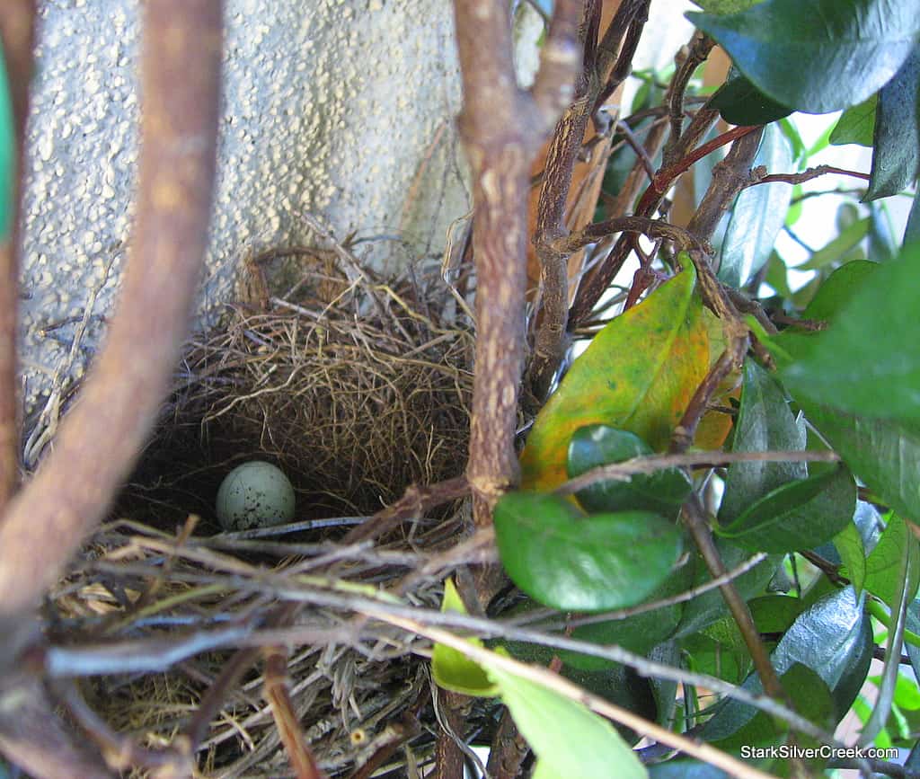 spring_bird_egg_2 spring_bird_egg_2