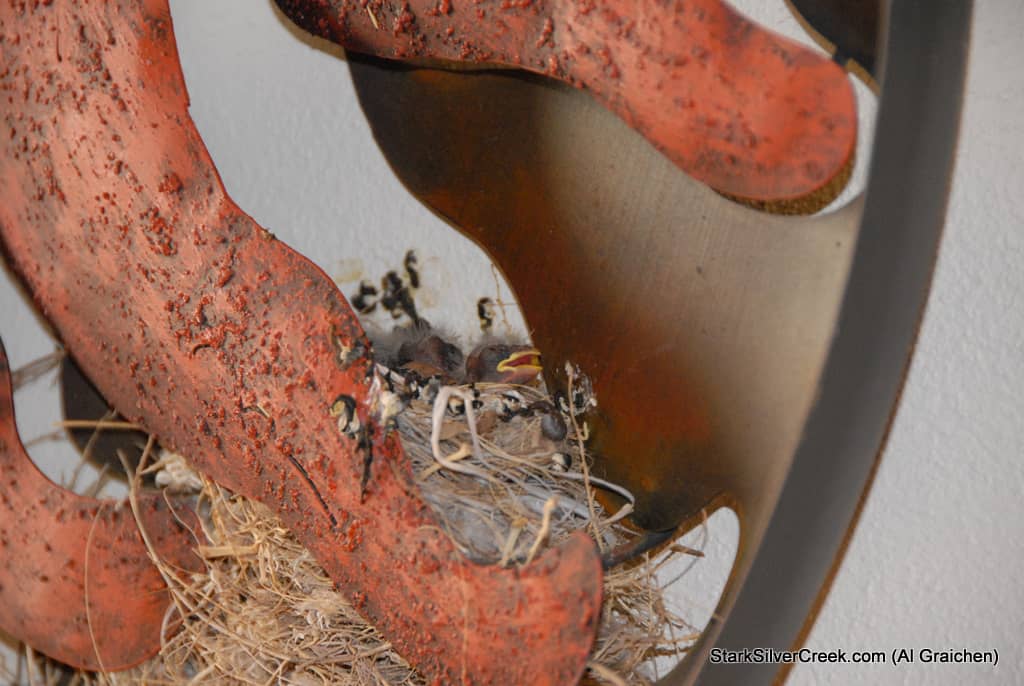 al-graichen-in-loreto-chores-2 al-graichen-in-loreto-chores-2