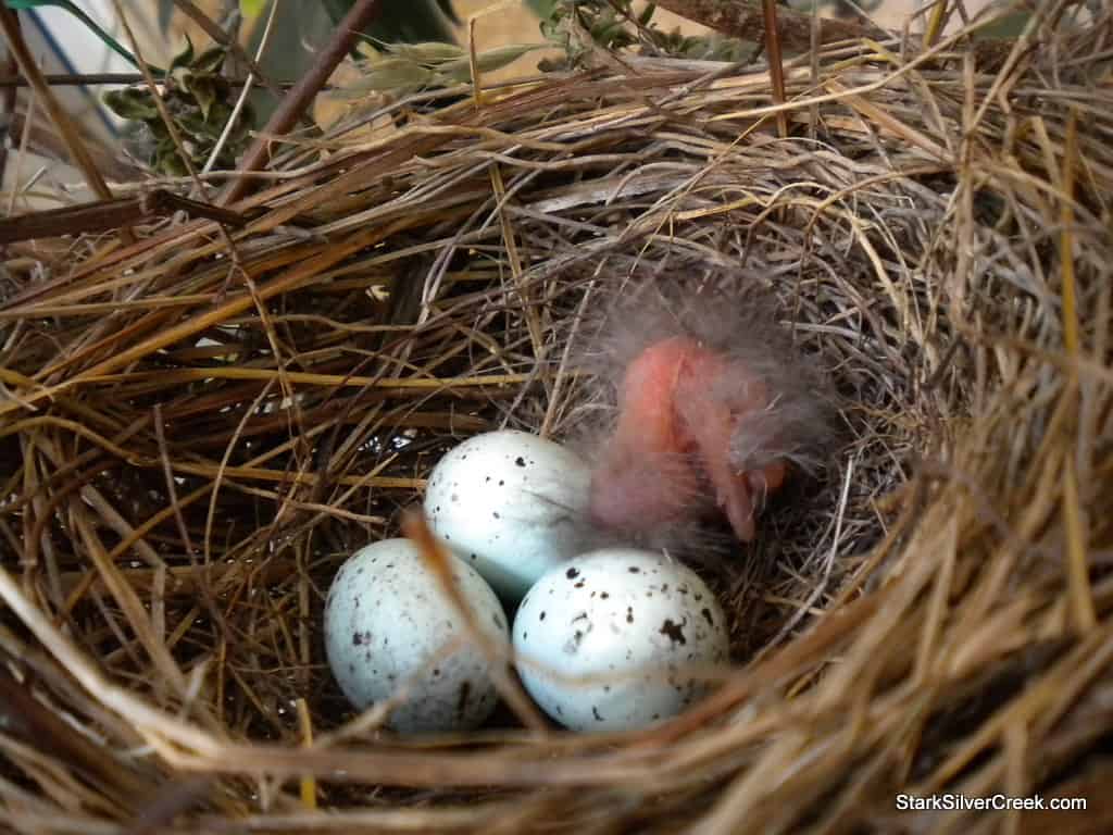 baby-bird-in-nest-1 baby-bird-in-nest-1