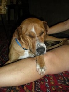 Pup Resting on My Leg