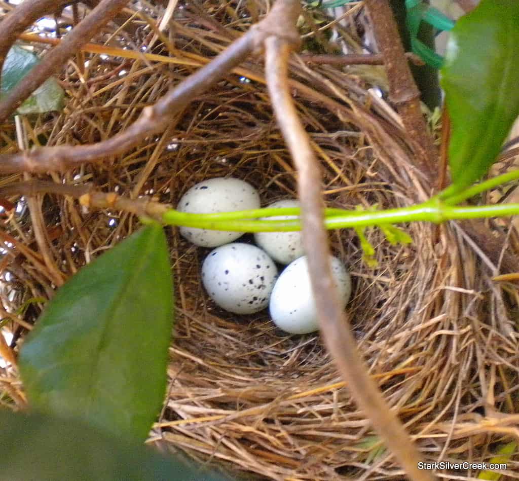 four-bird-eggs-in-nest-1 four-bird-eggs-in-nest-1