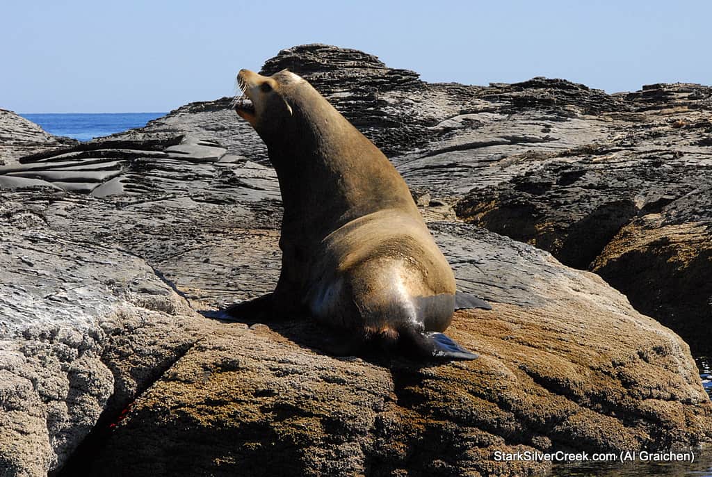 suave-mar-1 suave-mar-1