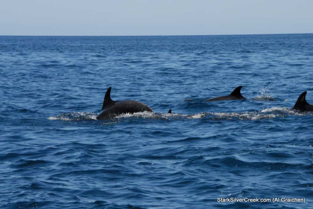 suave-mar-2 suave-mar-2