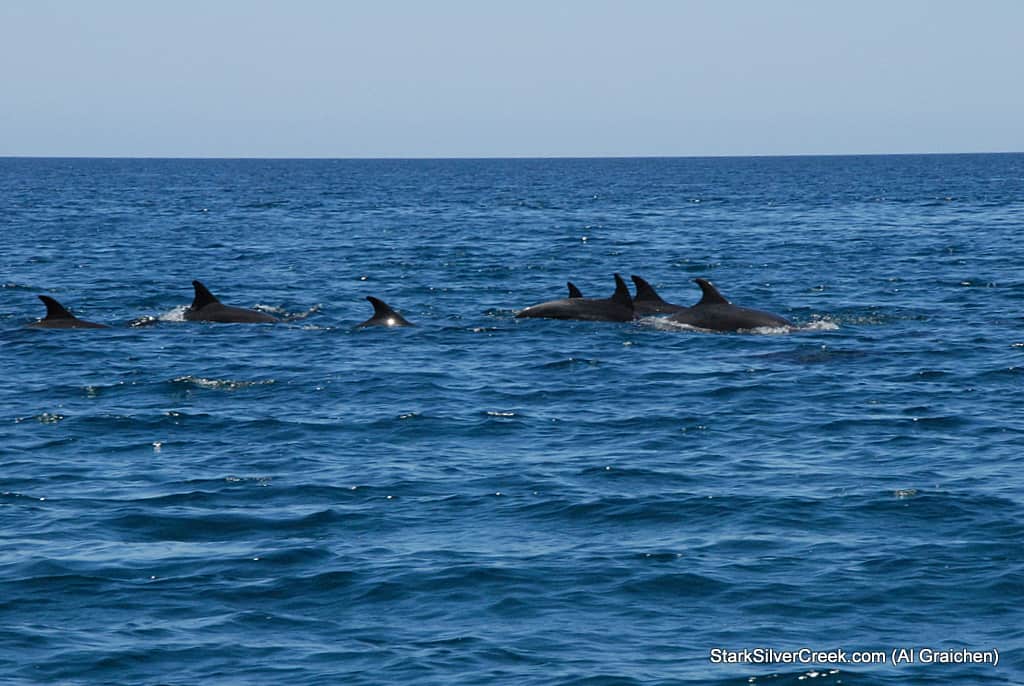 suave-mar-3 suave-mar-3