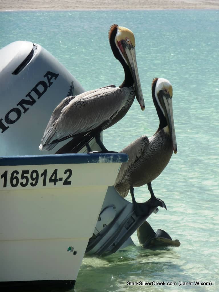 2010-Loreto-Calendar-Submission-Pelicans-Janet-Wixom 2010-Loreto-Calendar-Submission-Pelicans-Janet-Wixom