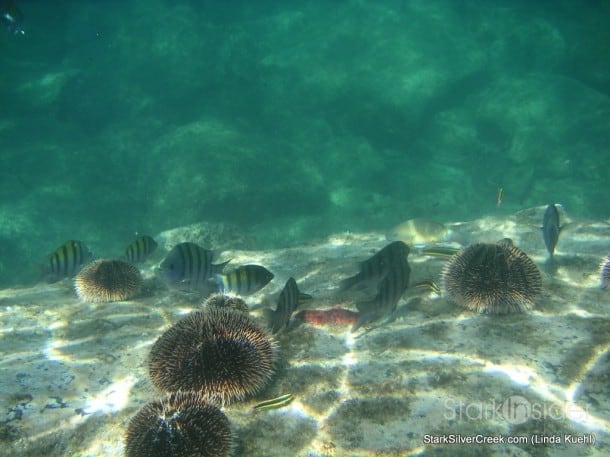 MINOLTA DIGITAL CAMERA