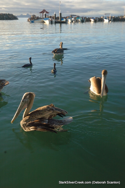 Deborah-Scanlon-Painting-with-Light-Loreto-2