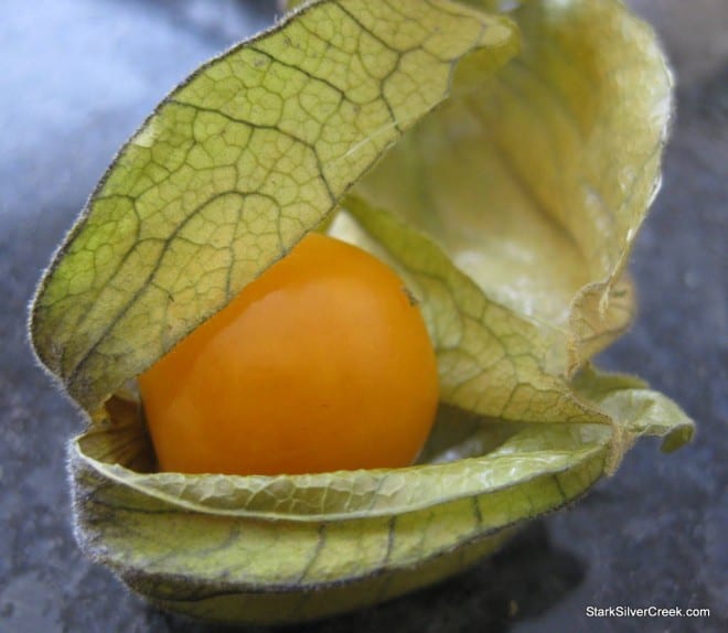 Physalis-ground-cherries-fruit-up-close-2 Physalis ground cherry fruit close-up showing orange lantern-like husk