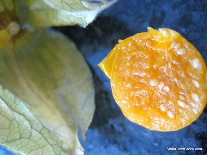 Physalis-ground-cherries-fruit-up-close-3 Collection of physalis ground cherries showing natural husk texture