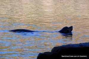 loreto-baja-estuary-loreto-bay-2-al-graichen