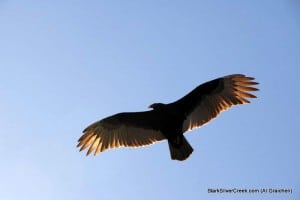 loreto-bay-nature-wildlife-al-graichen-1