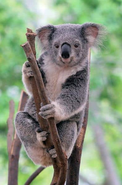 young koala bear at Lone Pine Koala Sanctuary Australia
