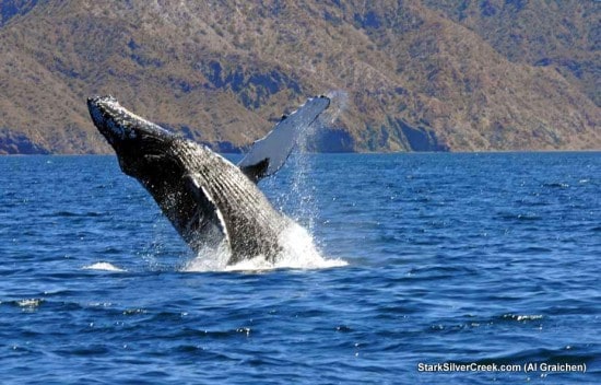 Whale happiness in the Sea of Cortez Whale happiness in the Sea of Cortez