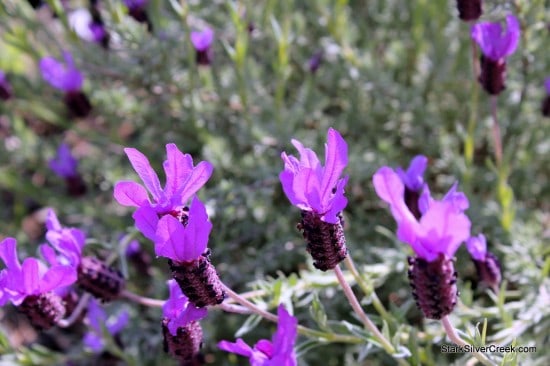 Lavender More fragrant than the San Jose Sharks