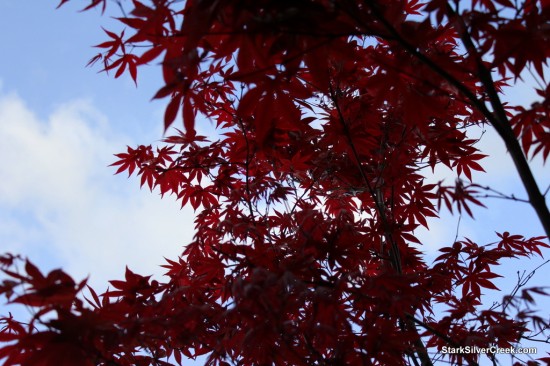 Japanese Maple in San Jose: Summer is Coming! Japanese Maple in San Jose: Summer is Coming!