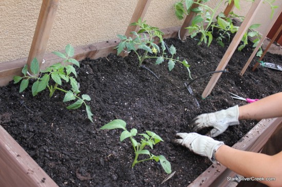 Vegetable-Planter-Tomato-Growing-4