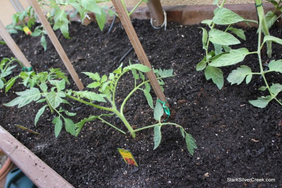 Vegetable-Planter-Tomato-Growing-5