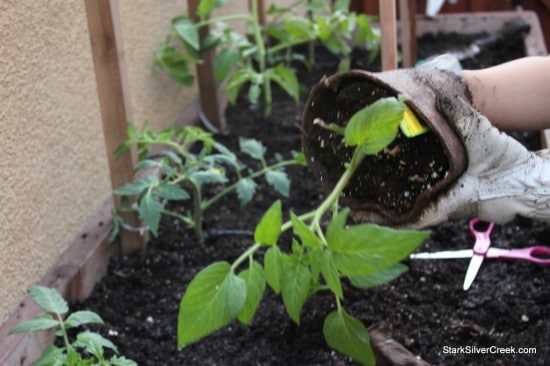 Vegetable-Planter-Tomato-Growing-8