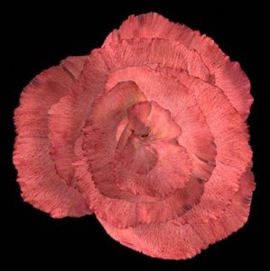 Andrea Ackerman Rose Breathing, 2003 3D Computer animation, stereo sound, projector. 34-second continuous loop Dimensions variable Andrea Ackerman Rose Breathing, 2003 3D Computer animation, stereo sound, projector. 34-second continuous loop Dimensions variable