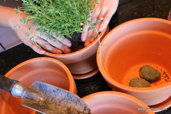 Herb Window Sill Garden Pots soil thyme potting plant Herb Window Sill Garden Pots soil thyme potting plant