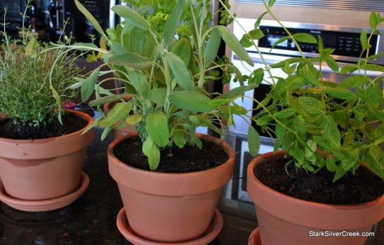 Herb Window Sill Garden
