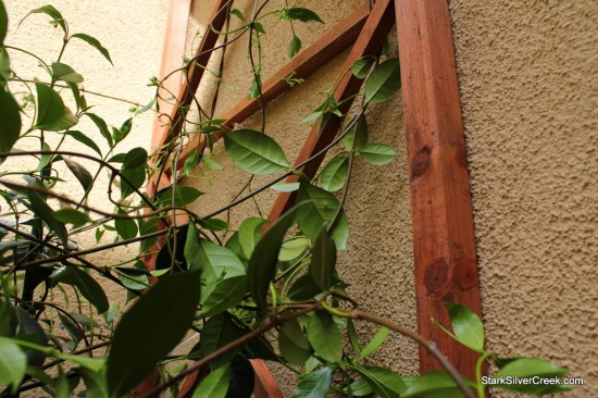 Courtyard-Garden-Trellis-Building-13