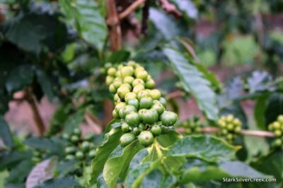 Coffee Kona Hawaii Greenwell Farms