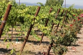 Not a single wedding in sight. Not a single wedding in sight.