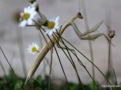 Mantis, San Jose - Mantodea or mantises is an order of insects