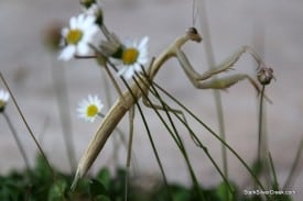 Mantis, San Jose - Mantodea or mantises is an order of insects Mantis, San Jose - Mantodea or mantises is an order of insects