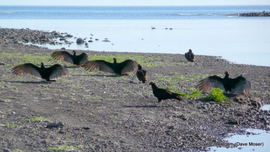 Turkey vultures warming up
