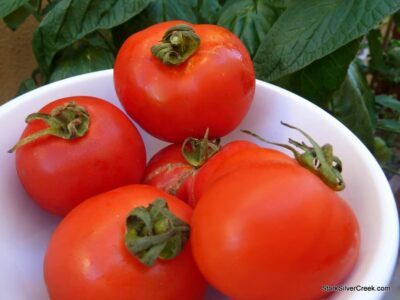 Tomatoes