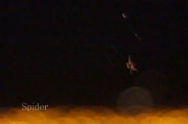 Spider San Jose (Canon T2i) Spider San Jose (Canon T2i)