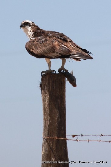 Osprey in Loreto Osprey in Loreto