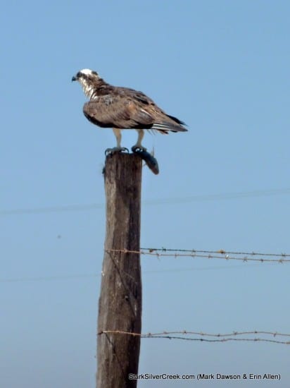 Osprey in Loreto Osprey in Loreto