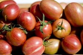 Taste Tomato Taste Tomato